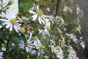 ノコンギク・小山内裏公園