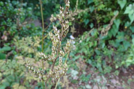 チダケサシ・小山内裏公園から長沼公園