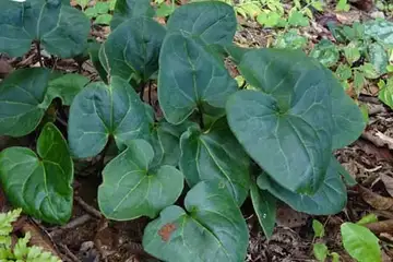 タマノカンアオイ・小山内裏公園から長沼公園