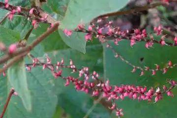 ミズヒキ・小山内裏公園から長沼公園
