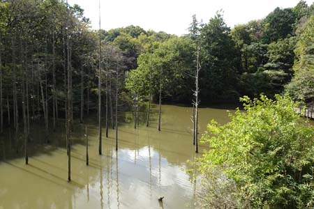 小山内裏公園から長沼公園・大正池を思い出させる大田切池