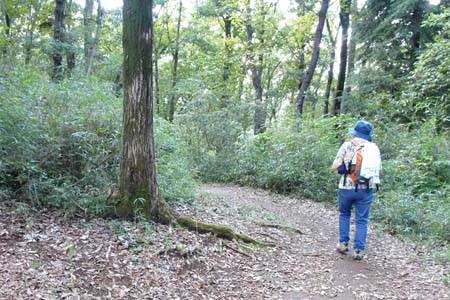 小山内裏公園から長沼公園・雑木林の中をたどり