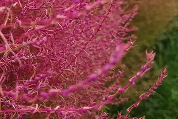 コキア・阿久和川