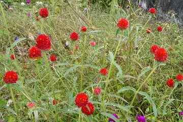 センニチコウ・聖蹟桜ヶ丘公園
