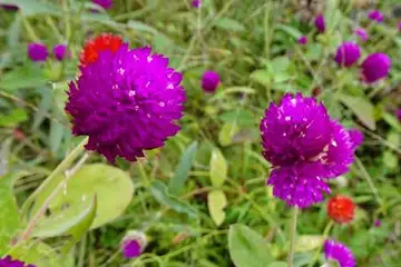 センニチコウ・聖蹟桜ヶ丘公園