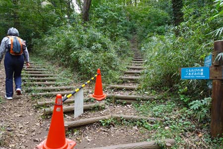 桜ヶ丘公園から原峰公園・あざみの道を登って行きます