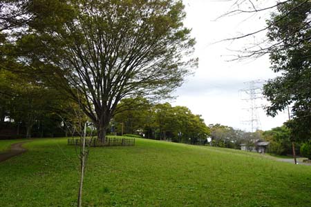 桜ヶ丘公園から原峰公園・芝生の上のケヤキの大木