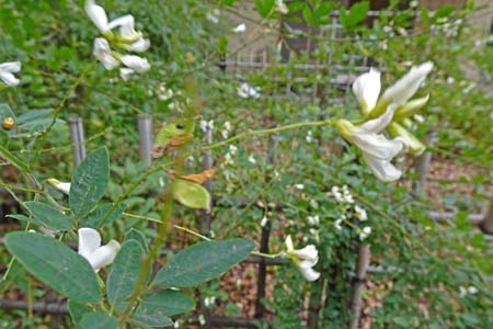 シロハギ・聖蹟桜ヶ丘公園