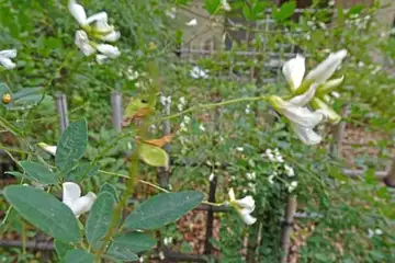 シロハギ・聖蹟桜ヶ丘公園