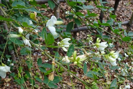 シロハギ・聖蹟桜ヶ丘公園