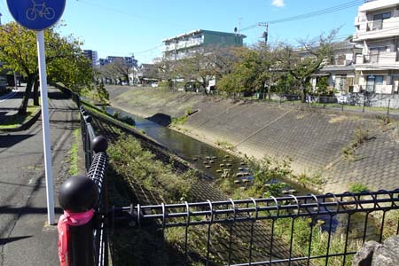 小田急多摩センター駅から永山駅・乞田川の桜並木