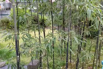 クロチク・高尾山口駅