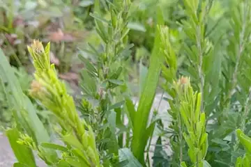 メドハギ・柏尾川