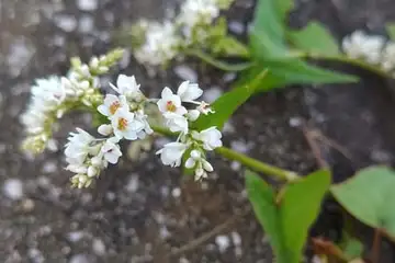 シャクチリソバ・柏尾川