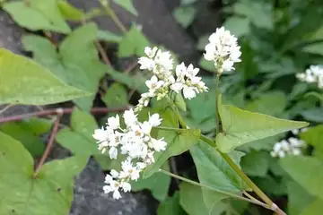 シャクチリソバ・柏尾川
