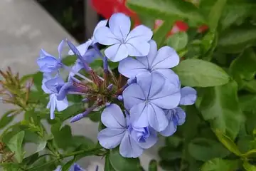 ルリマツリ・阿久和川