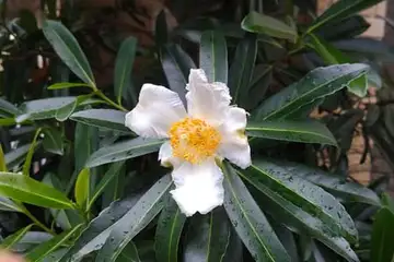 タイワンツバキ・阿久和川
