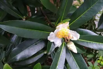 タイワンツバキ・阿久和川