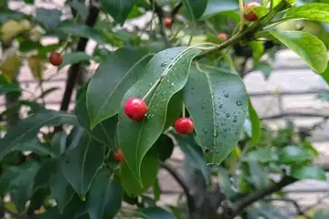 ソヨゴ・阿久和川