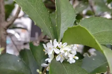 ヒイラギモクセイ・阿久和川