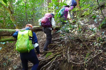 筑波山・少し荒れた雑木林の道