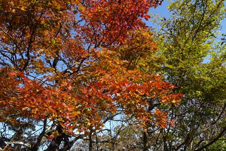 筑波山・真っ赤に色付いたカエデ