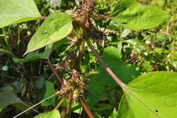 オオオナモミ・筑波山