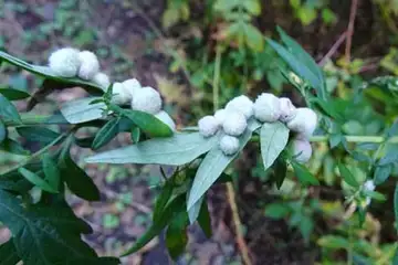 ヨモギ・筑波山