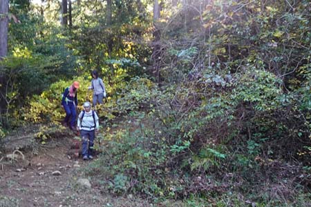筑波山・暗い杉林を出ると林道
