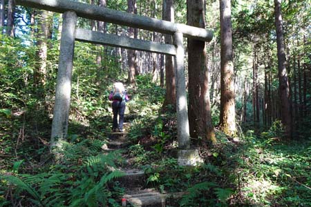 秋川丘陵・奥の院へと続く杉林の道