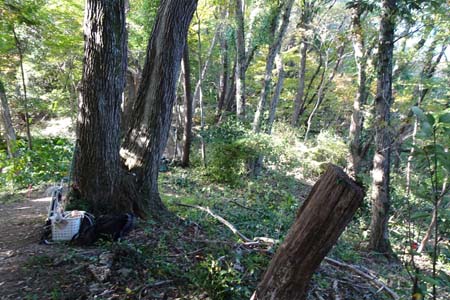 秋川丘陵・伐採作業の背負子が置かれています