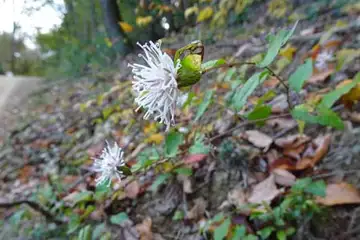 コウヤボウキ・秋川丘陵