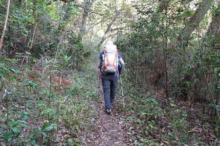 秋川丘陵・戸吹へと続く笹竹がうるさい道