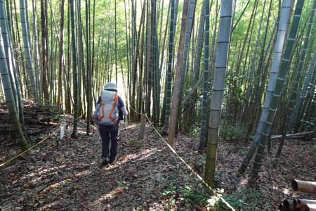 秋川丘陵・緑の竹藪を下って行きます