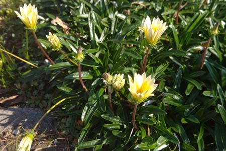 ガザニア・阿久和川