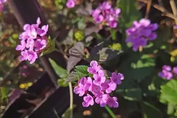 コバノランタナ・阿久和川