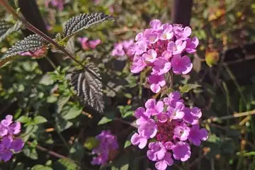 コバノランタナ・阿久和川