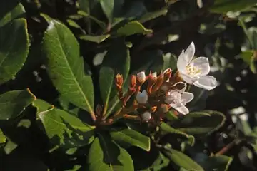シャリンバイ・阿久和川