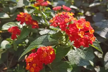 ランタナ・阿久和川