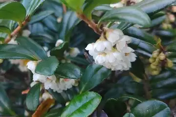ハマヒサカキ