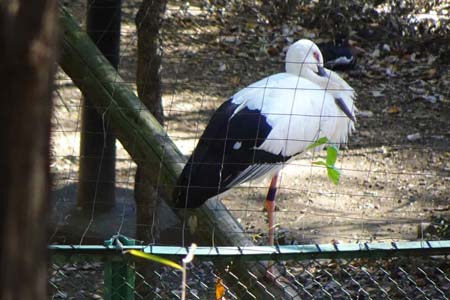 高幡不動から平山城址公園・柵の中にはコウノトリ
