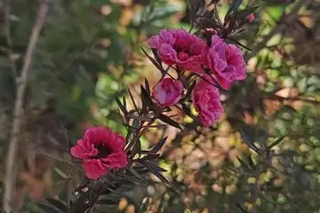 ギョリュウバイ・阿久和川