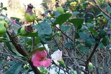ボケ・横浜市上谷戸親水公園