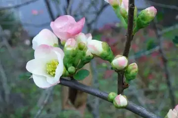 ボケ・横浜市上谷戸親水公園