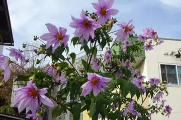 コウテイダリア・いたち川