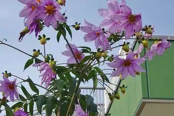 コウテイダリア・いたち川