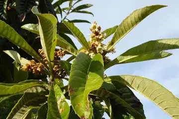 ビワ・いたち川