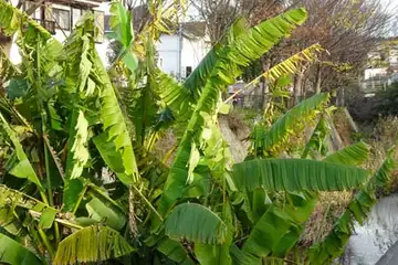 バショウ・いたち川