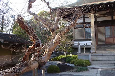 横浜市神奈川区・良泉寺の境内に古木