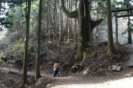 上高岩山・見上げる天狗の腰掛杉
